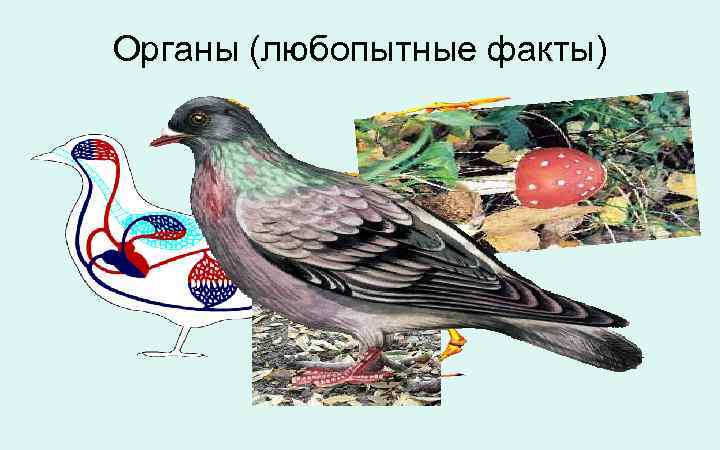 Органы (любопытные факты) 