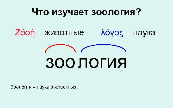  Что изучает зоология?  Ζόοή – животные    λόγος –