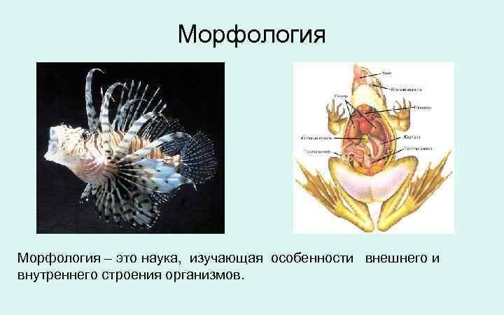 Внутреннее строение изучает. Морфология это наука в медицине. Морфология в зоологии. Внутреннее строение организмов изучает наука. Внутреннее строение в зоологии это.