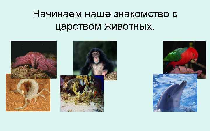 Начинаем наше знакомство с царством животных. 