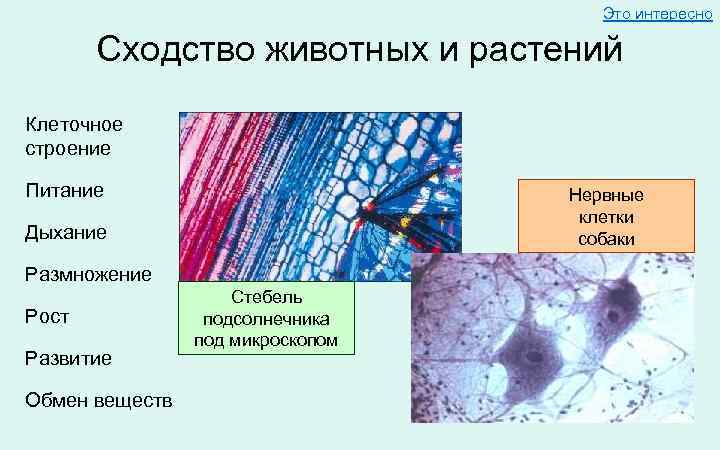        Это интересно   Сходство животных и