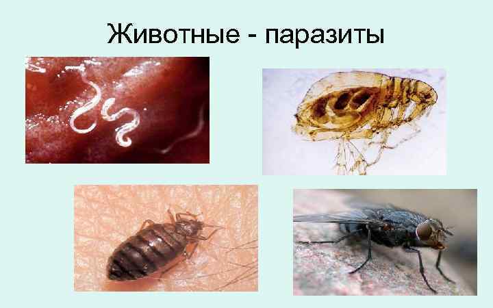 Животные - паразиты 