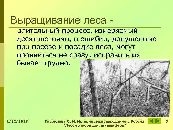Выращивание леса - длительный процесс, измеряемый десятилетиями, и ошибки, допущенные при посеве и Выращивание леса - длительный процесс, измеряемый десятилетиями, и ошибки, допущенные при посеве и