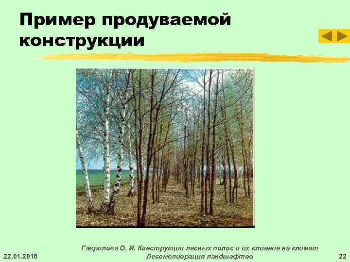   Пример продуваемой конструкции   Гаврилова О. И. Конструкции лесных полос и