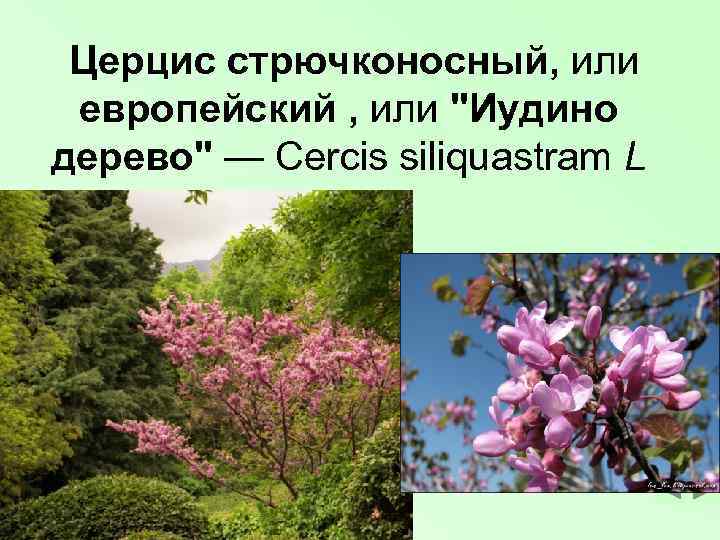  Церцис стрючконосный, или европейский , или 