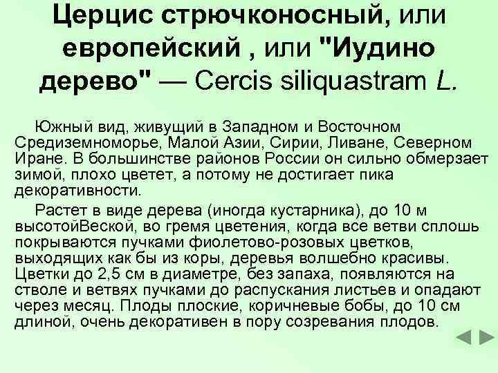   Церцис стрючконосный, или европейский , или 