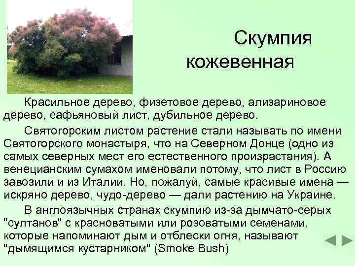        Скумпия      кожевенная