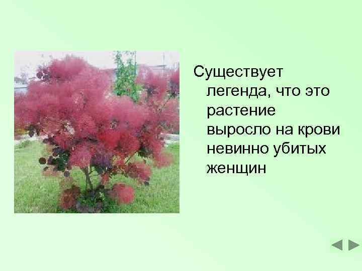 Существует легенда, что это растение выросло на крови невинно убитых женщин 