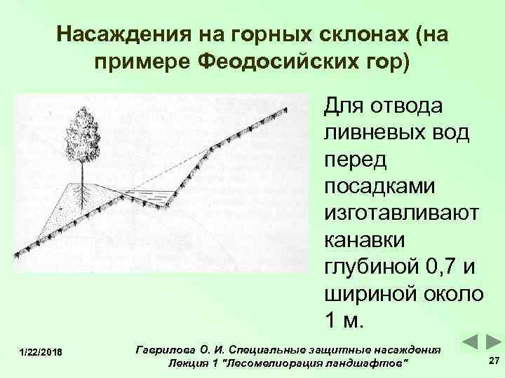   Насаждения на горных склонах (на  примере Феодосийских гор)   
