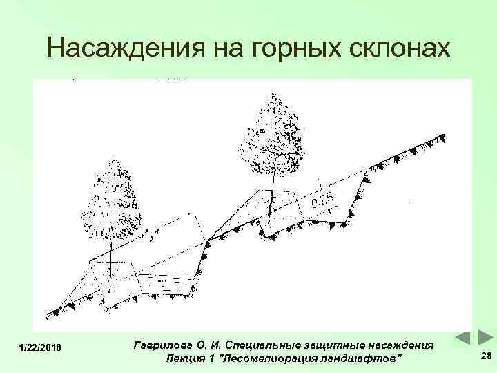  Насаждения на горных склонах 1/22/2018  Гаврилова О. И. Специальные защитные насаждения 