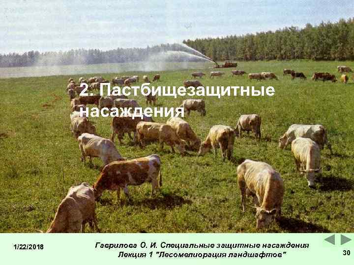   2. Пастбищезащитные   насаждения 1/22/2018  Гаврилова О. И. Специальные защитные