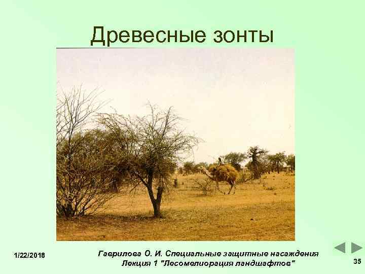   Древесные зонты 1/22/2018  Гаврилова О. И. Специальные защитные насаждения  