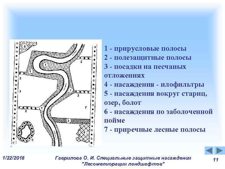 1 - прирусловые полосы 1 - прирусловые полосы