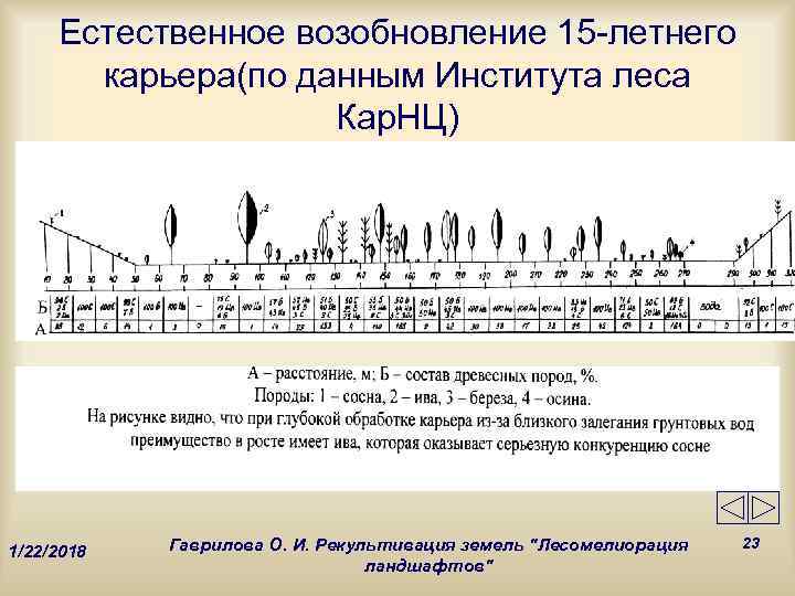  Естественное возобновление 15 -летнего  карьера(по данным Института леса    