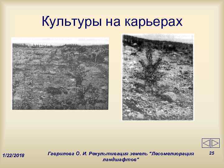   Культуры на карьерах   Гаврилова О. И. Рекультивация земель 