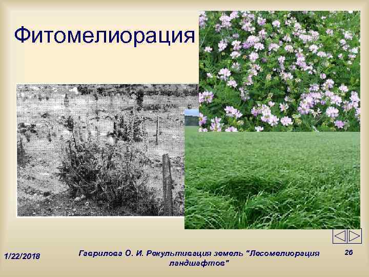  Фитомелиорация   Гаврилова О. И. Рекультивация земель 