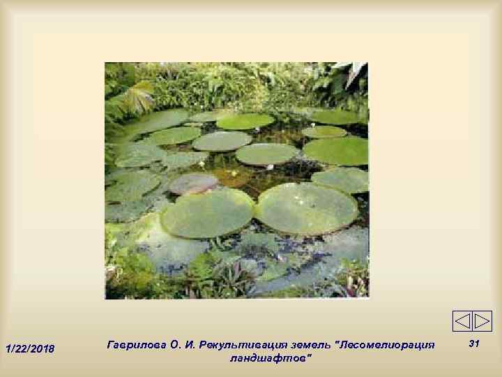   Гаврилова О. И. Рекультивация земель 