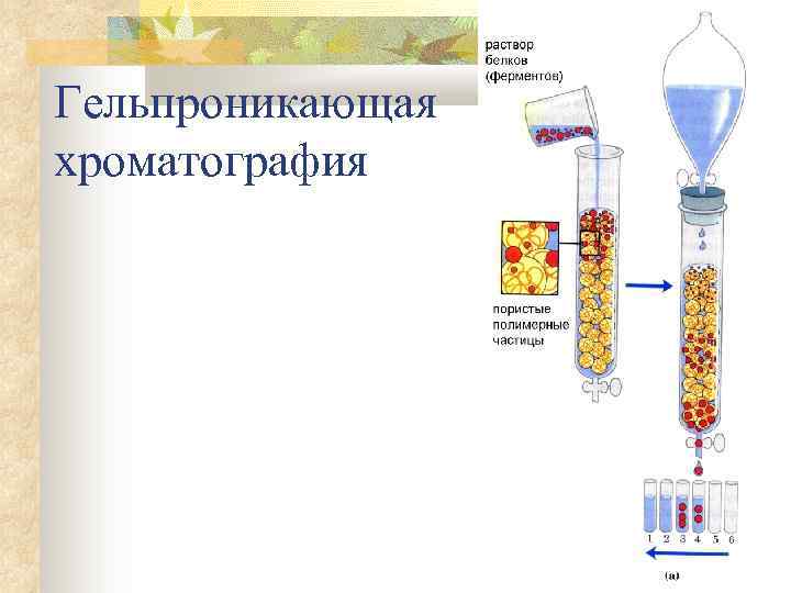 Гельпроникающая хроматография 