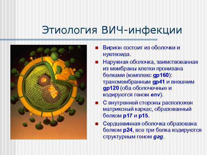 Презентация по микробиологии вич