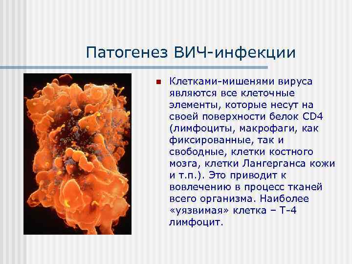 Патогенез ВИЧ инфекции  n  Клетками мишенями вируса  являются все клеточные 