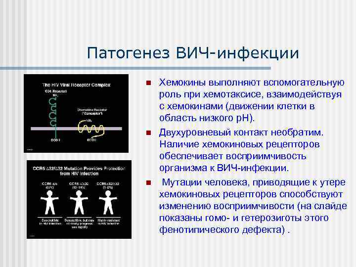 Патогенез ВИЧ инфекции  n  Хемокины выполняют вспомогательную  роль при хемотаксисе, взаимодействуя