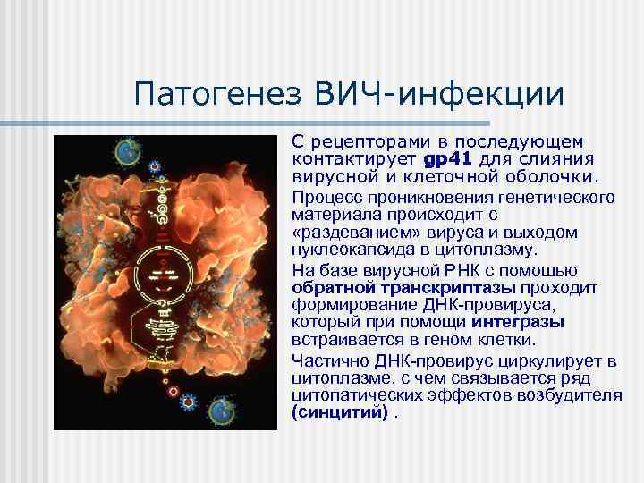 Патогенез ВИЧ инфекции  n  С рецепторами в последующем  контактирует gр41 для