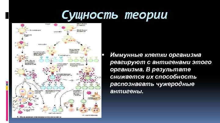 Сущность теории   Иммунные клетки организма  реагируют с антигенами этого  организма.