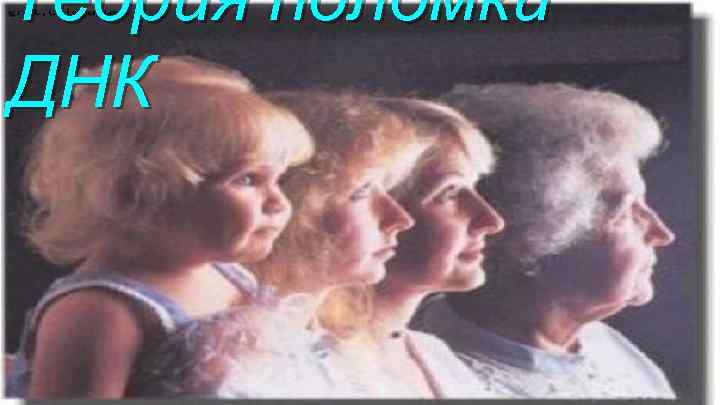 Теория поломки ДНК 