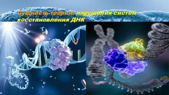 Сущность теории: нарушения систем восстановления ДНК 