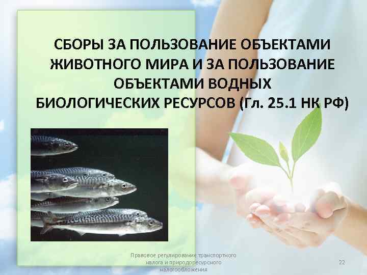  СБОРЫ ЗА ПОЛЬЗОВАНИЕ ОБЪЕКТАМИ ЖИВОТНОГО МИРА И ЗА ПОЛЬЗОВАНИЕ   ОБЪЕКТАМИ ВОДНЫХ