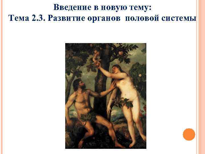   Введение в новую тему: Тема 2. 3. Развитие органов половой системы 