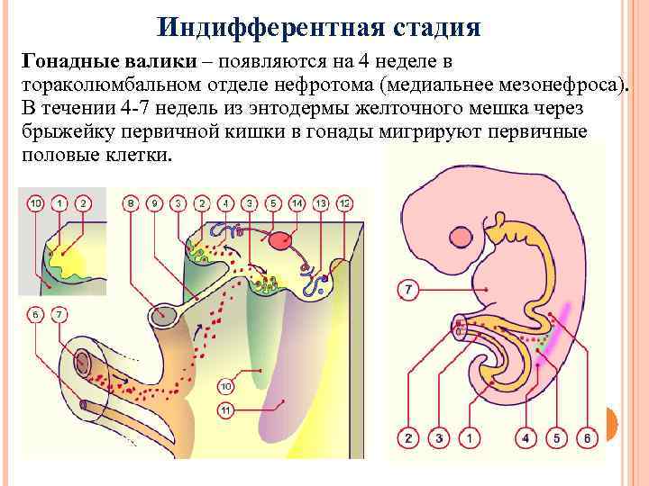    Индифферентная стадия Гонадные валики – появляются на 4 неделе в тораколюмбальном