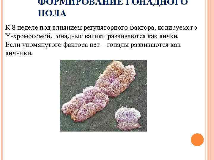    ФОРМИРОВАНИЕ ГОНАДНОГО   ПОЛА К 8 неделе под влиянием регуляторного