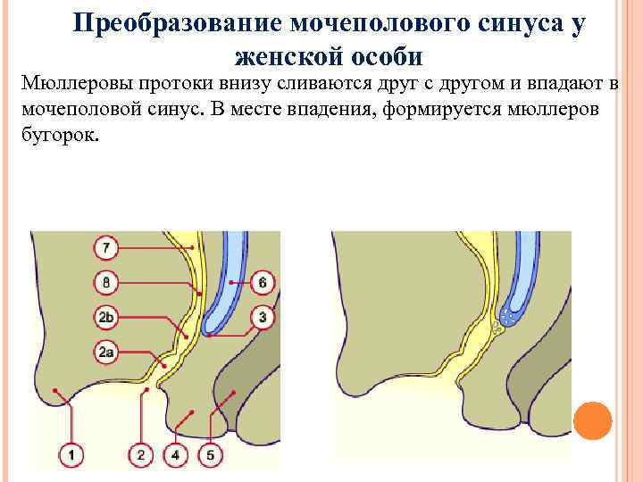 Преобразование мочеполового синуса у   женской особи Мюллеровы протоки внизу сливаются друг