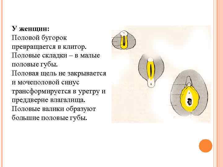 У женщин: Половой бугорок превращается в клитор.  Половые складки – в малые половые