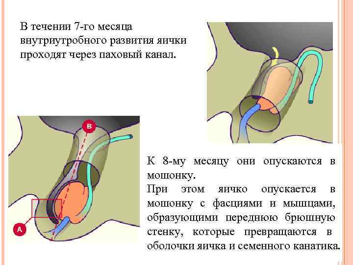 В течении 7 -го месяца внутриутробного развития яички проходят через паховый канал.  