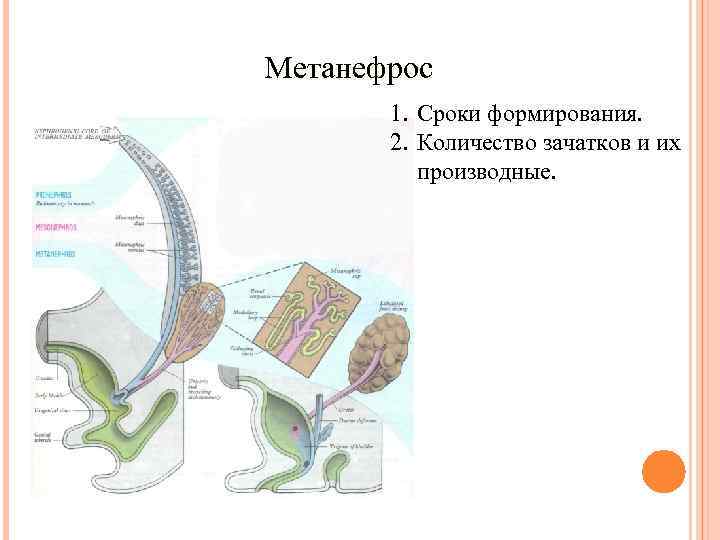 Метанефрос  1. Сроки формирования.   2. Количество зачатков и их  производные.