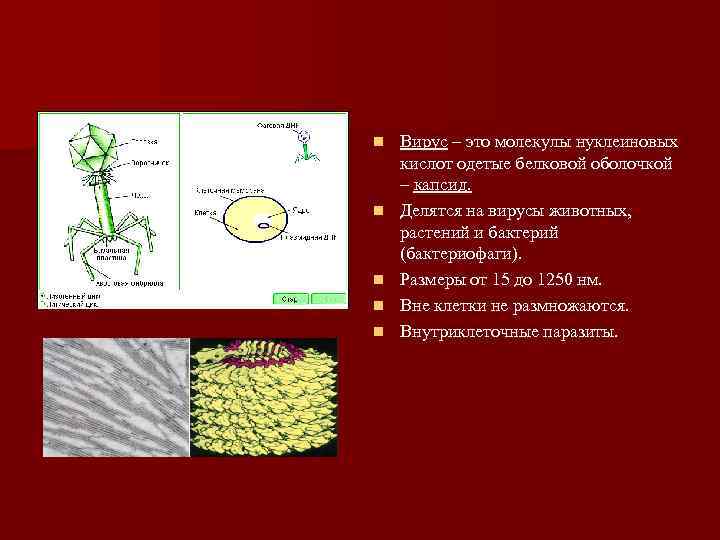 n  Вирус – это молекулы нуклеиновых кислот одетые белковой оболочкой – капсид. n