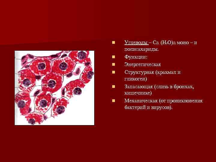 n  Углеводы – Cn (H 2 O)n моно – и полисахариды. n 
