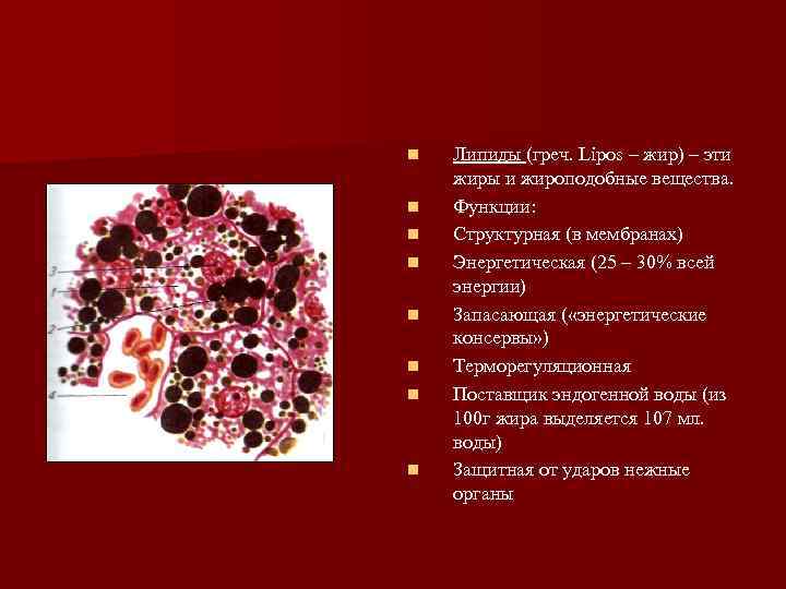 n  Липиды (греч. Lipos – жир) – эти жиры и жироподобные вещества. n