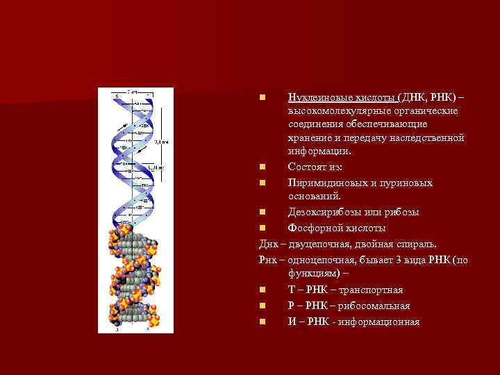 Днк и рнк таблица. Нуклеиновые кислоты ДНК РНК название. Нуклеиновые кислоты хранение и передача наследственной информации. Органические вещества РНК. Высокомолекулярное соединение РНК И ДНК.