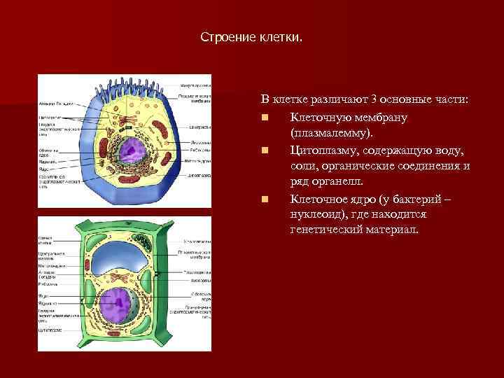 Строение клетки.   В клетке различают 3 основные части:  n  Клеточную