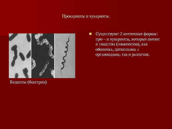      Прокариоты и эукариоты.      
