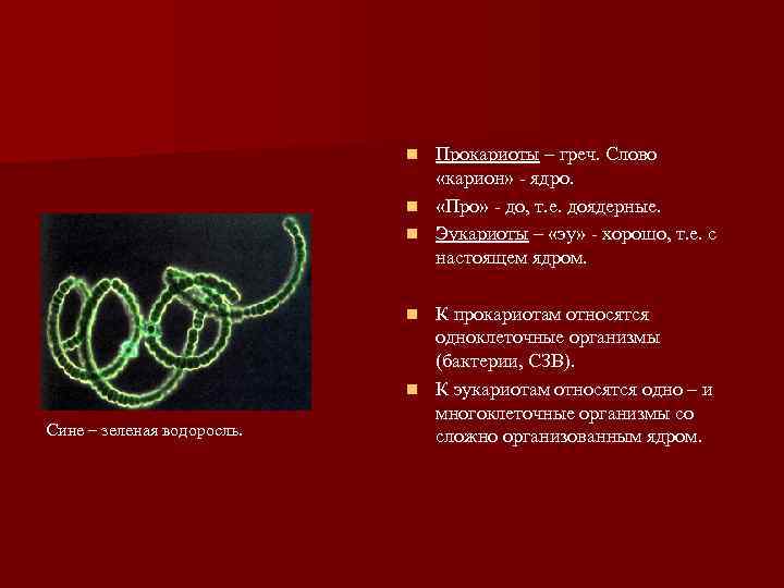       n Прокариоты – греч. Слово   
