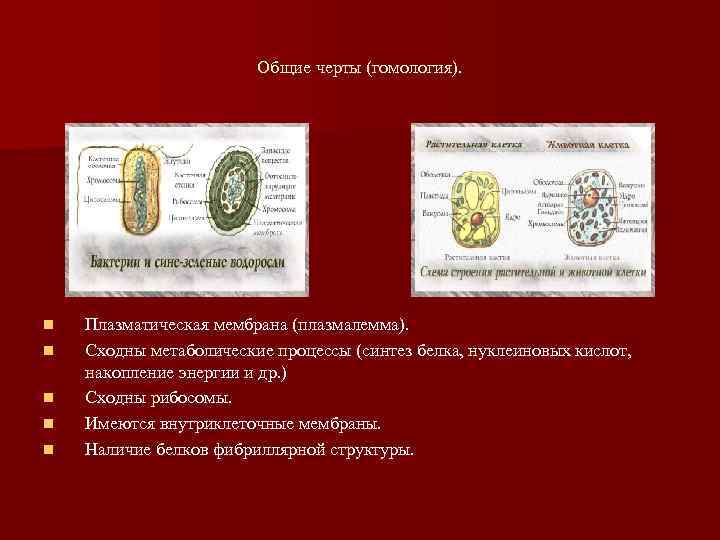    Общие черты (гомология). n  Плазматическая мембрана (плазмалемма). n 