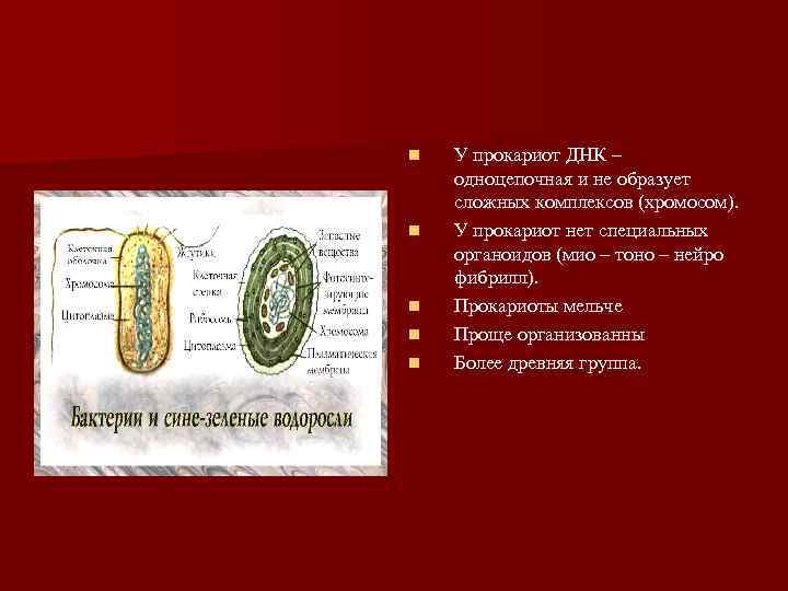 n  У прокариот ДНК – одноцепочная и не образует сложных комплексов (хромосом). n
