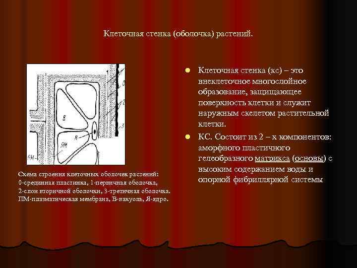      Клеточная стенка (оболочка) растений.     l
