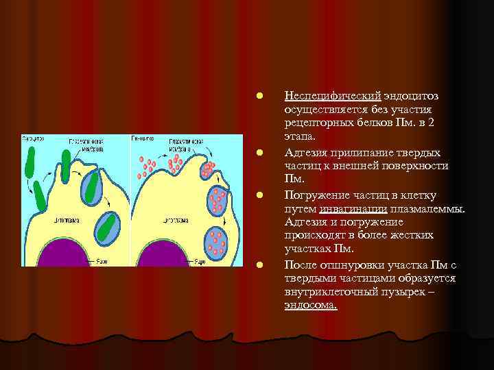 l  Неспецифический эндоцитоз осуществляется без участия рецепторных белков Пм. в 2 этапа. l