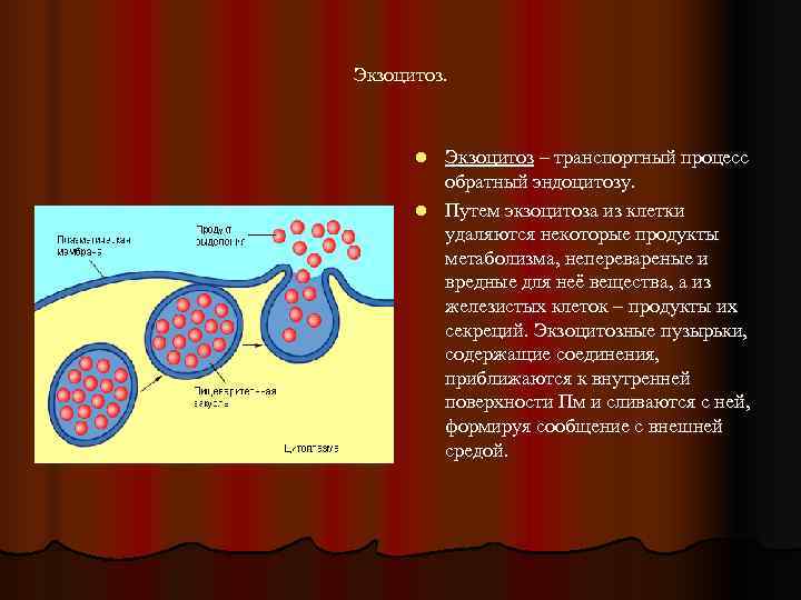 Характерна пульсация образование путем эндоцитоза. Экзоцитоз клеточная мембрана. Плазматическая мембрана эндоцитоз. Фагоцитоз пиноцитоз экзоцитоз.