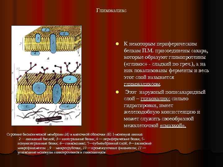 Гликокаликс функции. Гликокаликс. Плазматическая мембрана. Гликокаликс строение и функции.